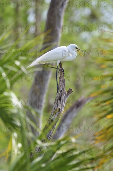 A white egret sitting on a branch in green surroundings, surrounded by trees, Great Egret (Egretta