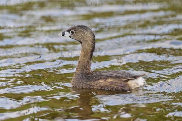 Small bird in brown plumage swimming over the water, Little Grebe (Podilymbus podiceps), spring,