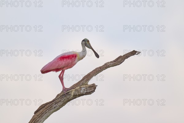 A spoonbill stands on a branch and looks attentively, background of bright sky, roseate spoonbill