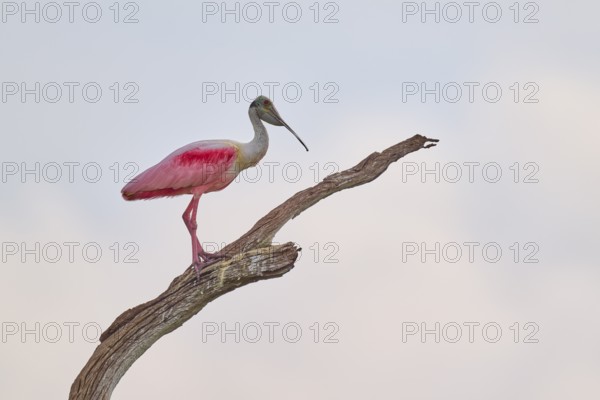 A spoonbill sits peacefully on a bare branch against a bright sky, Roseate spoonbill (Ajaja ajaja),