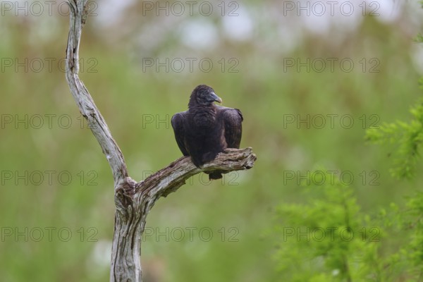Another vulture on a branch, similar to the previous image, against a green background, Turkey