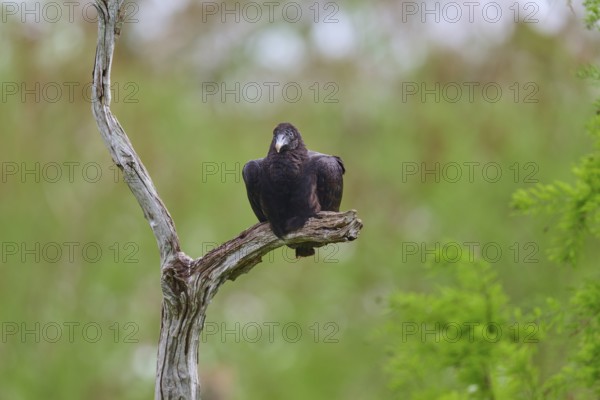 A vulture sits lonely on a bare branch in front of a green, blurred background, Turkey Vulture