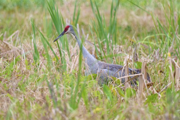 A crane stands in the green grass, surrounded by reeds, tranquillity in nature, Canada cranes or