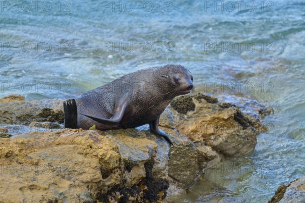 A seal rests on rocks at the edge of the ocean with gentle waves in the background, New Zealand fur