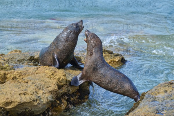 Two seals on rocks in the sea, communicative behaviour in the clear blue water, New Zealand fur