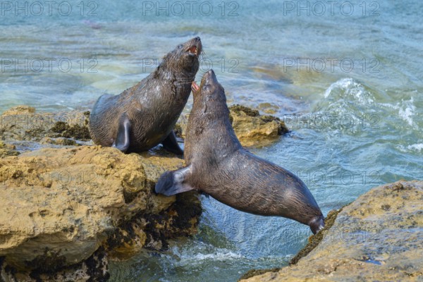 Two seals on rocks at the ocean's edge, playful interaction in the blue water, New Zealand fur seal