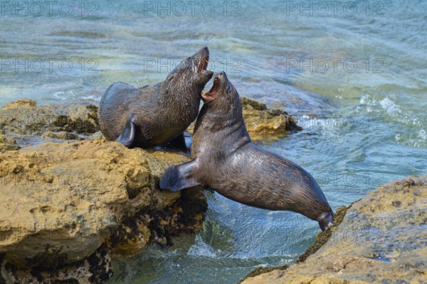 Lively interaction of two seals on rocks near water, New Zealand fur seal (Arctocephalus forsteri),
