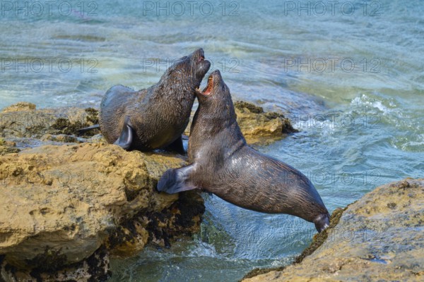 Two seals are in lively exchange near the seashore, New Zealand fur seal (Arctocephalus forsteri),