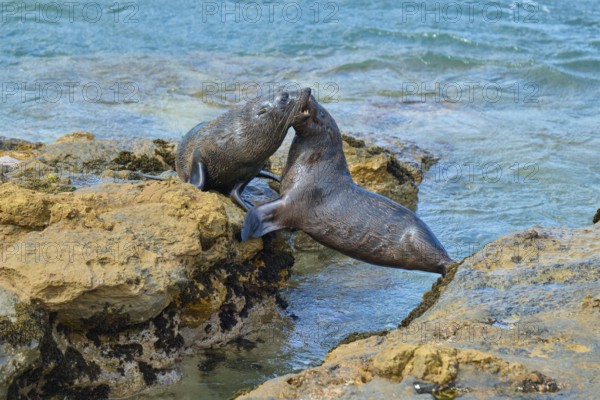 Two seals energetically playing on the rocks near the sea, New Zealand fur seal (Arctocephalus