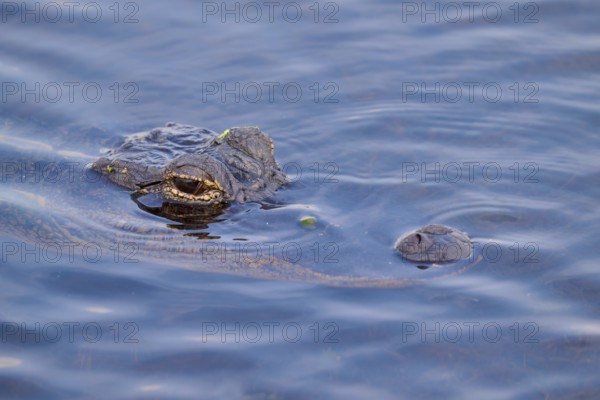 An alligator in the blue river, partly above water, showing its camouflage, American alligator