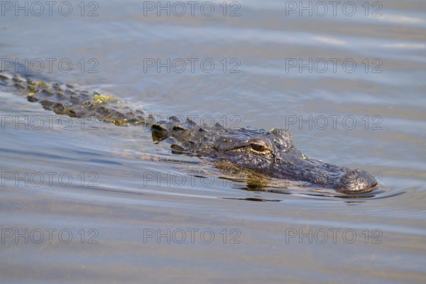 An alligator swims on the water surface with gentle blue waves, American alligator (Alligator