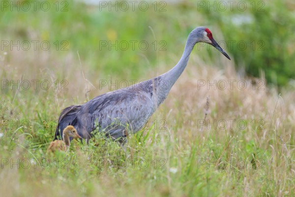 A crane with a chick in the tall grass, showing protection and closeness to nature, Canada cranes