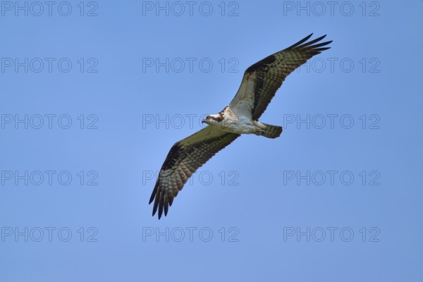 An osprey flies majestically in the blue sky, Osprey (Pandion haliaetus), Orlando Wetlands,