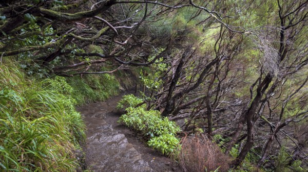 PR6 hiking trail to the 25 springs, along water channel, Levada das 25 Fontes, laurel forest,