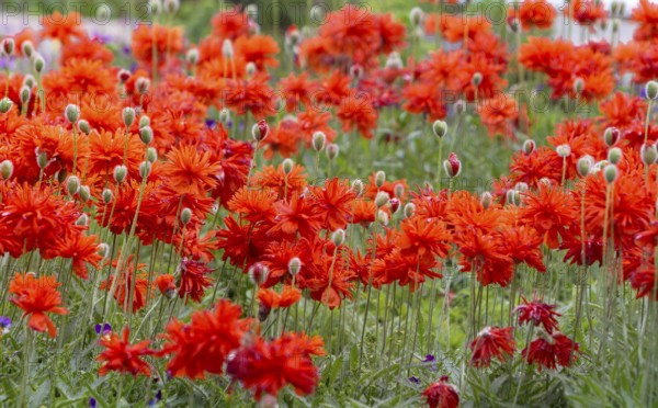 A field full of bright red poppies is blooming intensively in a summery garden, Palatinate,