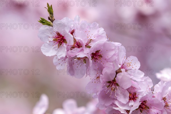 Close-up of delicate pink almond tree blossoms (Prunus dulcis) in full bloom, Southern Palatinate,