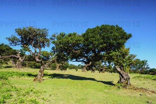 Centuries-old til trees in fantastic magical idyllic Fanal Laurisilva forest on sunset. Madeira