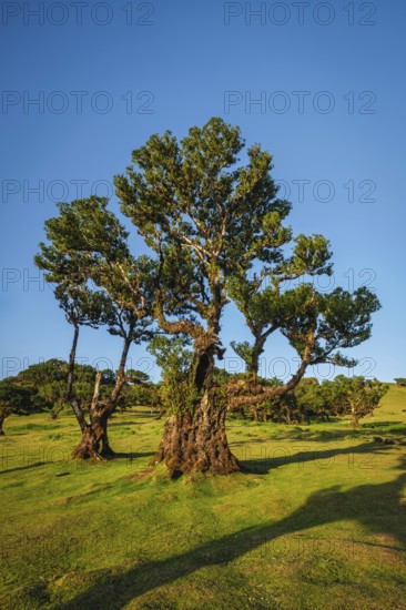 Centuries-old til trees in fantastic magical idyllic Fanal Laurisilva forest on sunset. Madeira