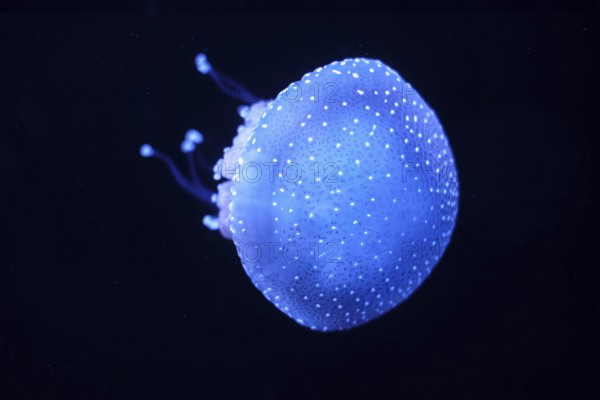 Bioluminescent Jellyfish Phyllorhiza punctata white-spotted jellyfish aka floating bell, Australian