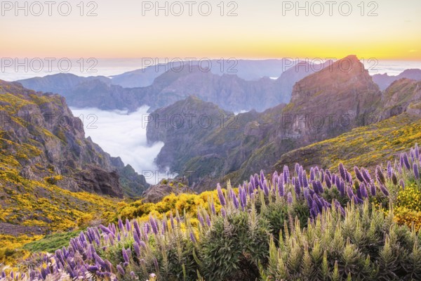 View from Pico do Arieiro of mountains over clouds with Pride of Madeira flowers and blooming
