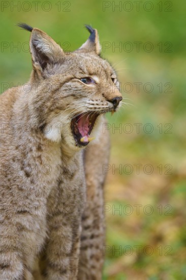 Lynx in the forest yawning widely with a relaxed expression, Lynx (Lynx lynx), Germany