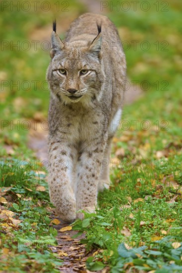 A lynx roams through an autumnal forest path, Lynx (Lynx lynx), Germany