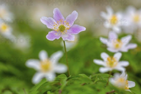Pink wood anemone among colonial growth of white anemones / European thimbleweed (Anemone nemorosa)