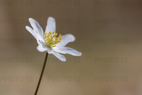 Wood anemone / European thimbleweed (Anemone nemorosa) close-up of white flower showing yellow