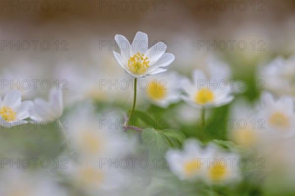 Colonial growth of wood anemones / European thimbleweed (Anemone nemorosa) white flowers blooming