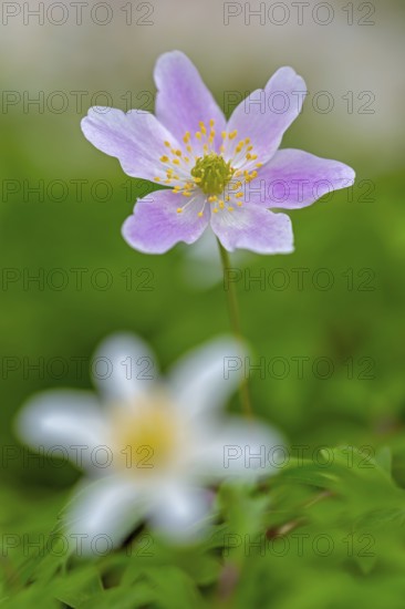 Pink and white wood anemone / European thimbleweed (Anemone nemorosa) flowering in forest in spring