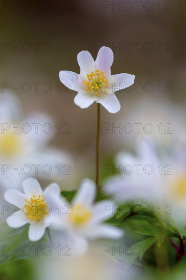 Wood anemone / European thimbleweed (Anemone nemorosa) close-up of white flower showing yellow