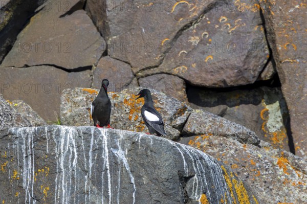 Black guillemot / tystie (Cepphus grylle) pair in breeding plumage nesting on rock ledge in sea