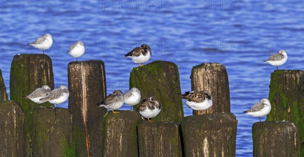 Sanderlings, ruddy turnstones and purple sandpiper in winter plumage resting on wooden breakwater,