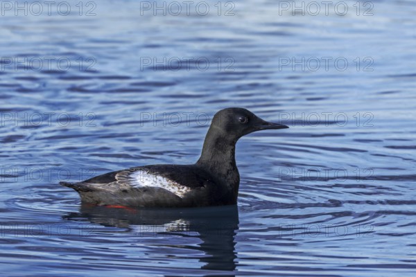 Black guillemot / tystie (Cepphus grylle) in breeding plumage swimming in the Arctic ocean along