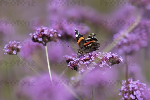Red admiral butterfly (Vanessa atalanta) adult insect feeding on garden purple Verbena flowers in