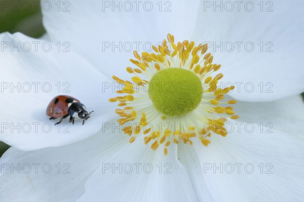 Seven-spot ladybird (Coccinella septempunctata) adult insect on an Japenese anemone plant flower in