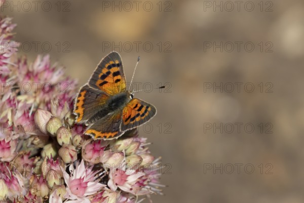 Small copper butterfly (Lycaena phlaeas) adult insect feeding on a garden pink Sedum flower in