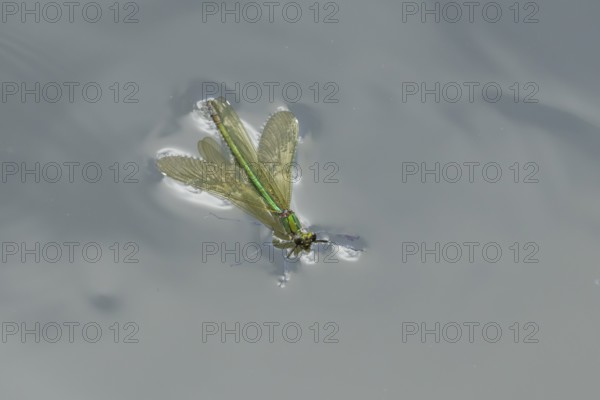 Banded demoiselle damselfly (Calopteryx splendens) adult female insect floating on the water
