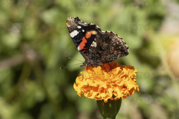 Red admiral butterfly (Vanessa atalanta) adult insect feeding on garden orange French marigold