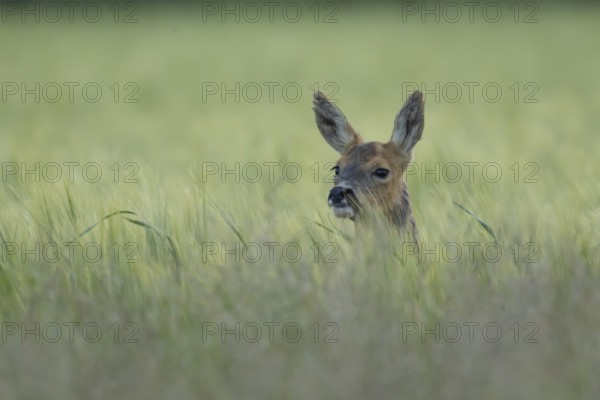 Roe deer (Capreolus capreolus) adult animal female doe in a farmland barley field in summer,