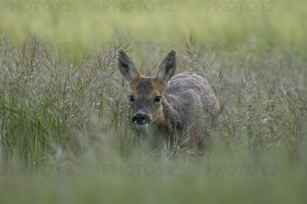 Roe deer (Capreolus capreolus) adult animal female doe in a farmland cereal field in summer,