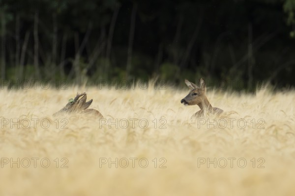 Roe deer (Capreolus capreolus) adult male roebuck and female doe two animals in a farmland barley
