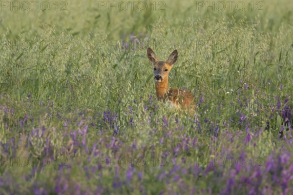 Roe deer (Capreolus capreolus) adult animal female doe in a farmland cereal field with purple vetch