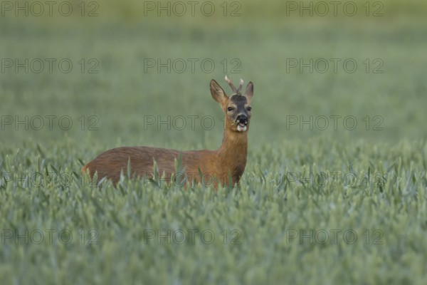 Roe deer (Capreolus capreolus) adult animal male roebuck feeding in a farmland wheat field in