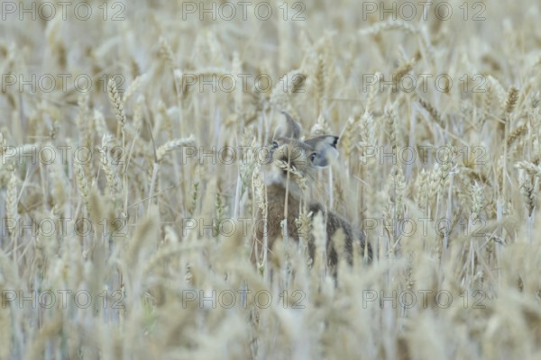 European brown hare (Lepus europaeus) adult animal feeding on a wheat sheath in a farmland field in