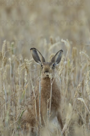 European brown hare (Lepus europaeus) adult animal feeding on a wheat sheath in a farmland cereal