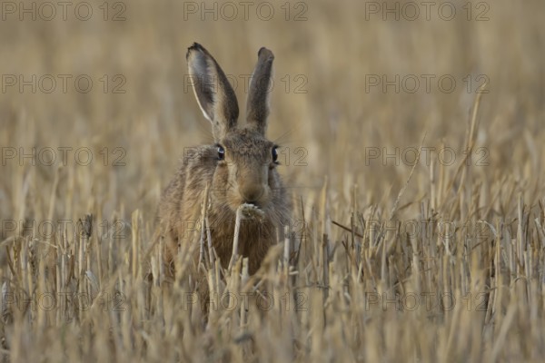 European brown hare (Lepus europaeus) adult animal feeding on a wheat sheath in a farmland stubble