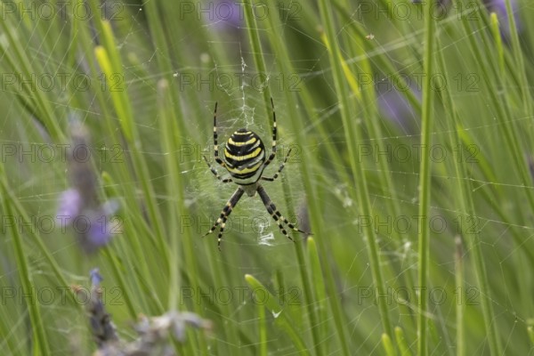 Wasp spider (Argiope bruennichi) adult in its web amongst lavender plants in the summer, England,