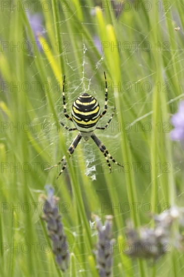 Wasp spider (Argiope bruennichi) adult in its web amongst lavender plants in the summer, England,