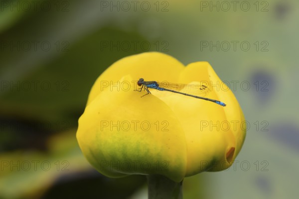 Red eyed damselfly (Erythromma najas) adult insect on a yellow water lily flower in a garden pond